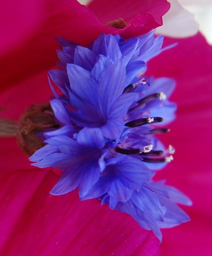 Fleur bleue au format jpeg